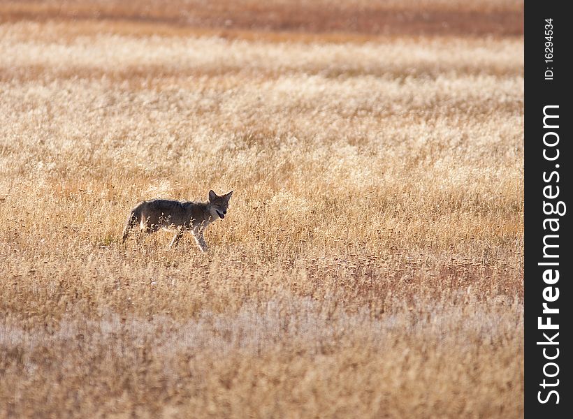Coyote walking across the prairie