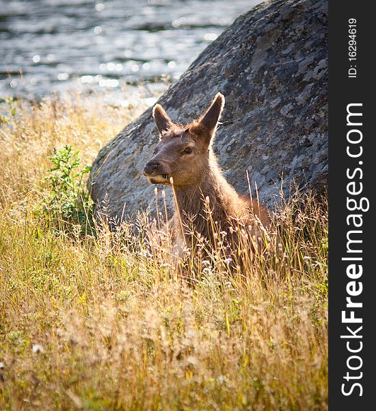 Calf elk in Yellowstone during fall