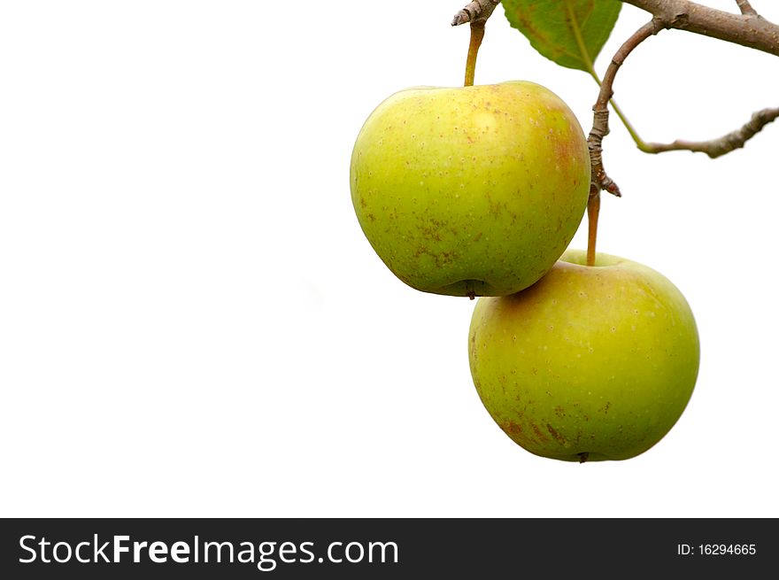 Green apples hanging on the branch against the white background