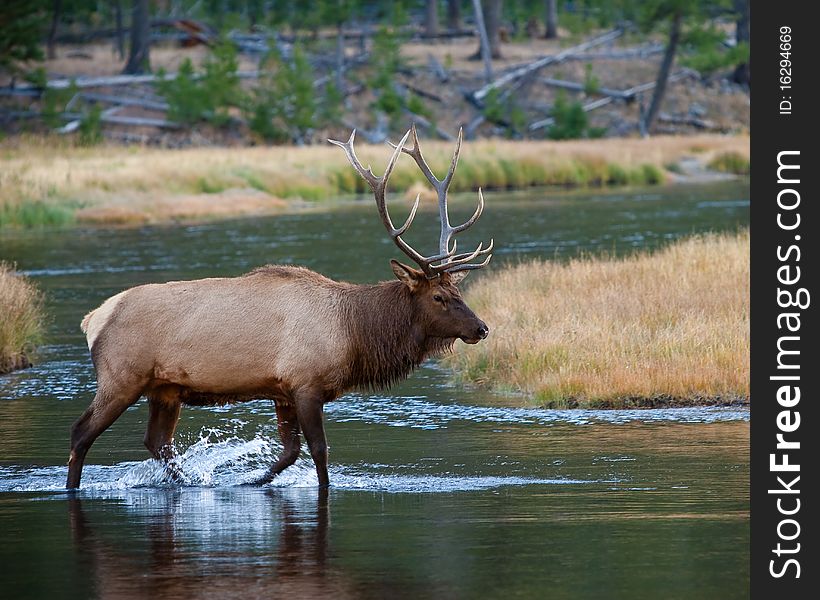 Bull Elk in Yellowstone during fall