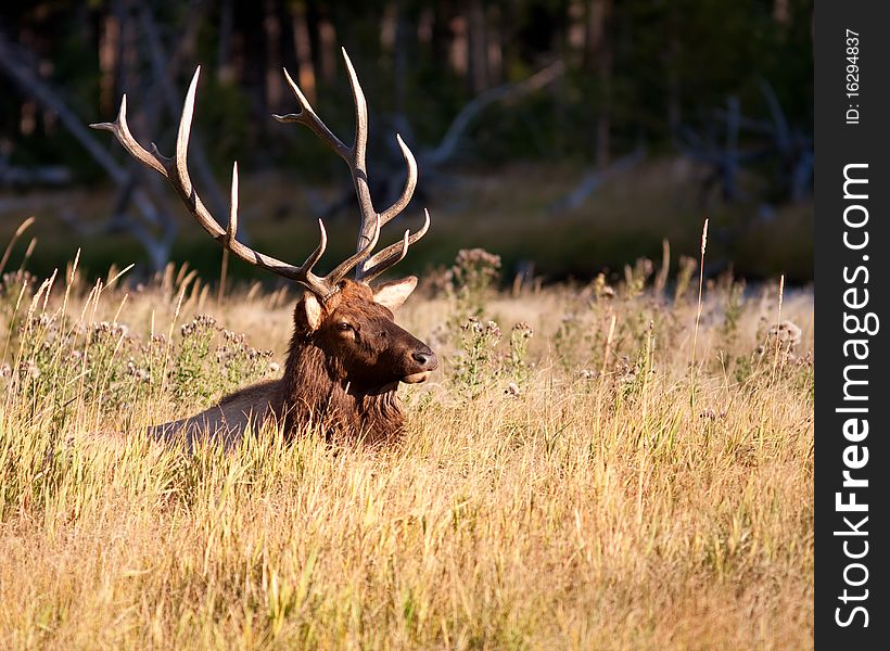 Bull Elk in Yellowstone during fall