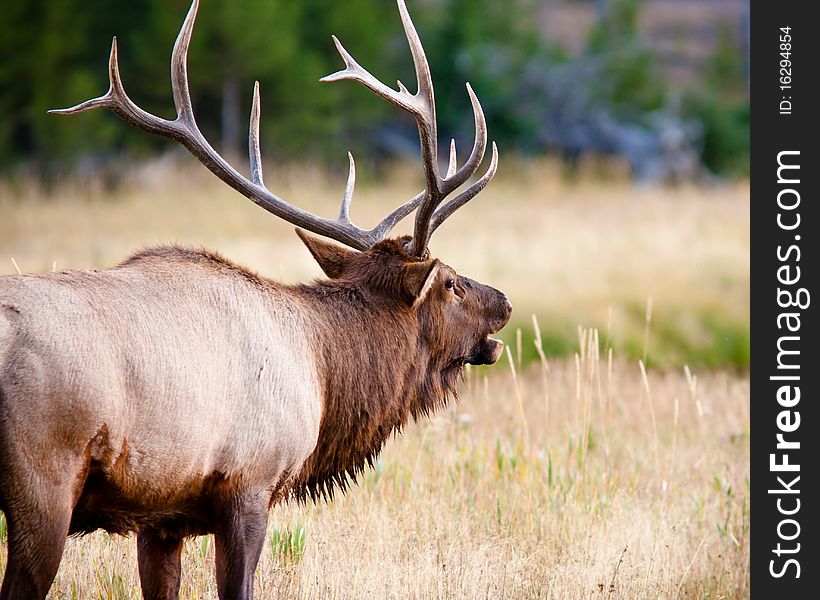 Bull Elk bulging in Yellowstone during fall