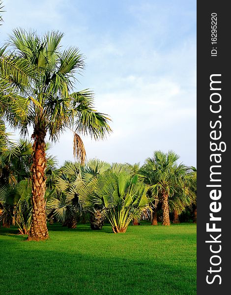 Palm Trees In Tropical Garden