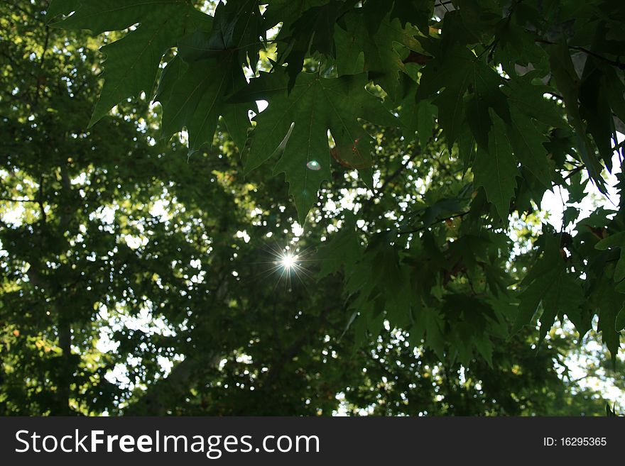 Sunlight peeking from the maple leaves. Sunlight peeking from the maple leaves