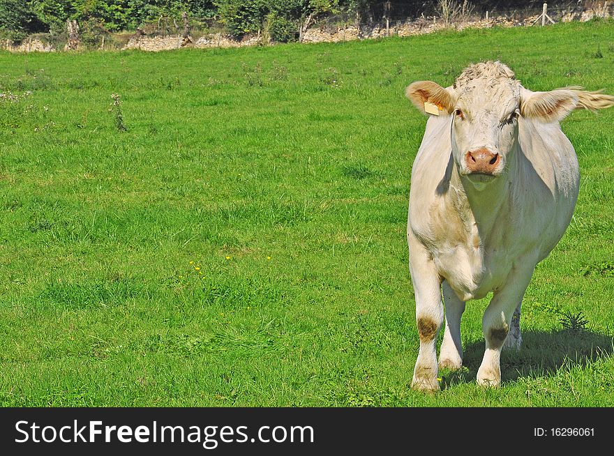 A young cow in a field approaching. A young cow in a field approaching