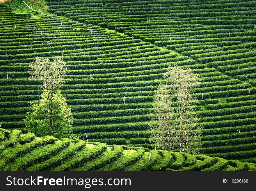 Pattern of tea plantation ,North of thailand