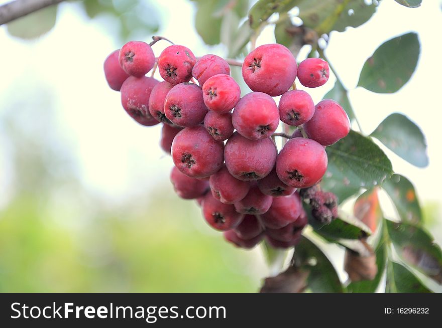 Small red fruits on tree