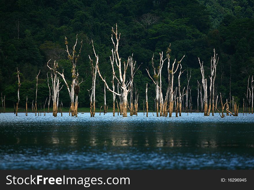 Dead tree in the lake