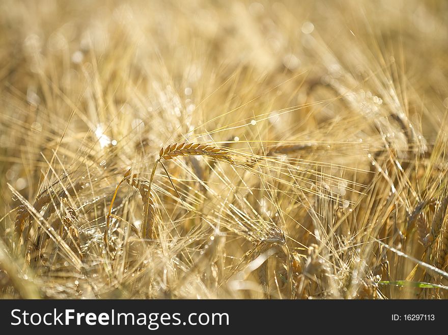 Rye Ears