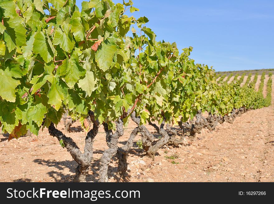 Field of Vineyards in La Rioja