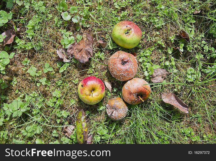 Three rotten and two fresh apples laying on an autumnal garden ground. Three rotten and two fresh apples laying on an autumnal garden ground