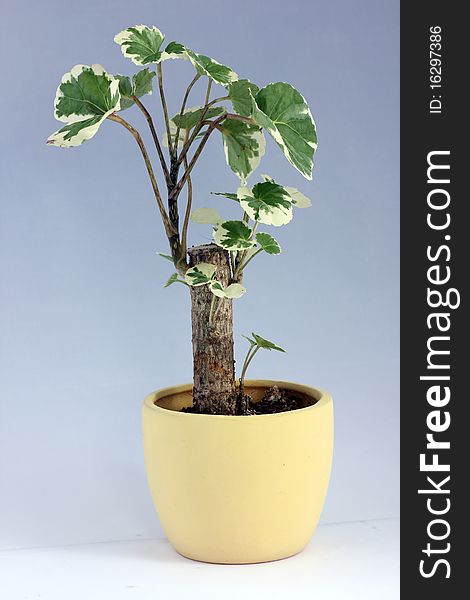 Minitree in a yellow pot not in the garden