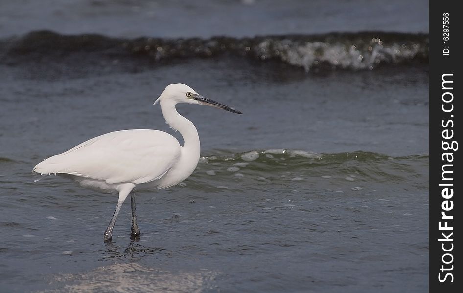 A Little Egret hunting on the shore of the Black Sea