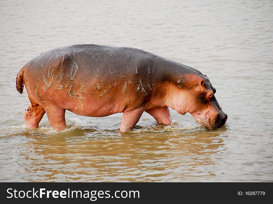 Hippopotamus injured at Selous national park
