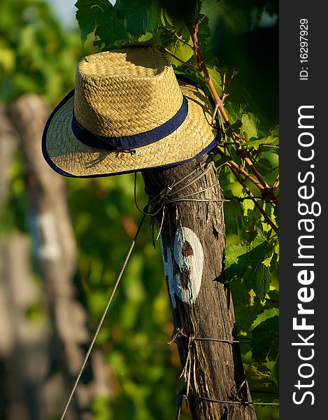 Hat On Vineyard