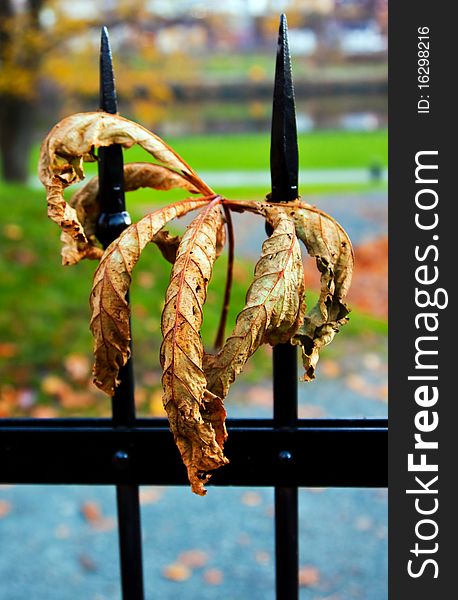 Autumn leaf stuck in a black fence