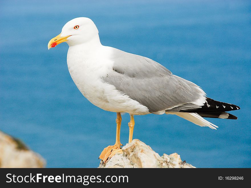 Portrait of a seagull in Cantabrian sea