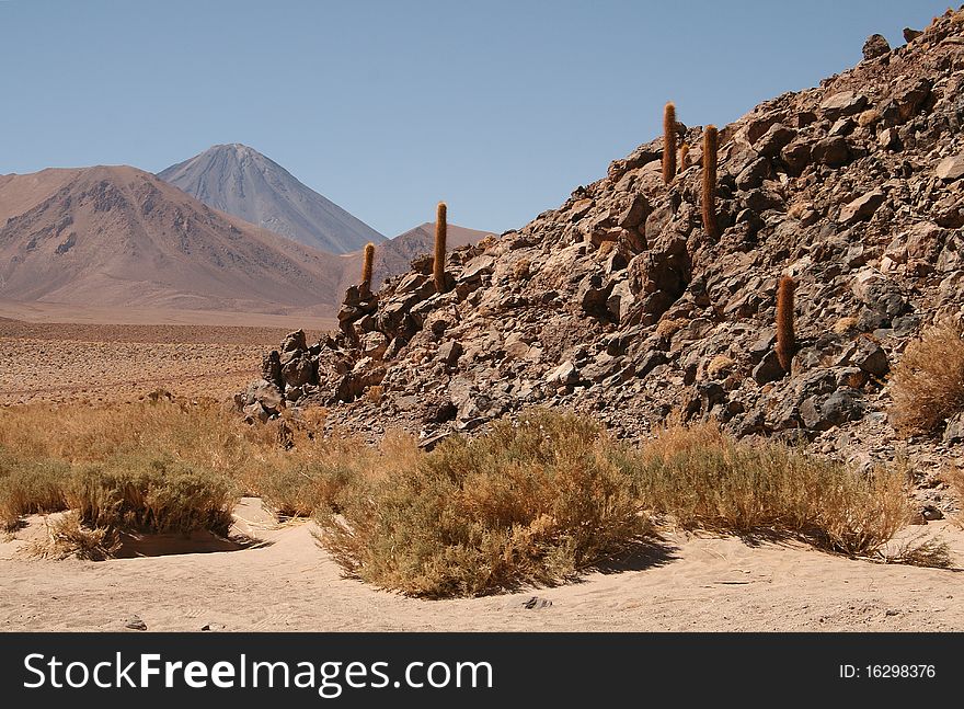 Cactus at Quebrada de Guatin, Atacama Desert, with a view of Licancabur Vulcan at back.