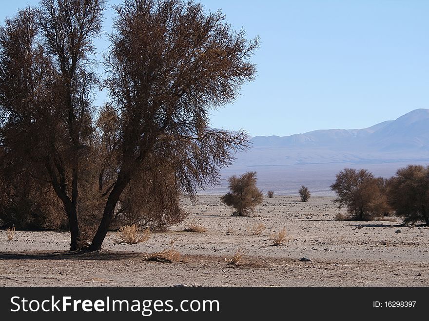 Trees at Atacama Desert, with a view of mountains at back.