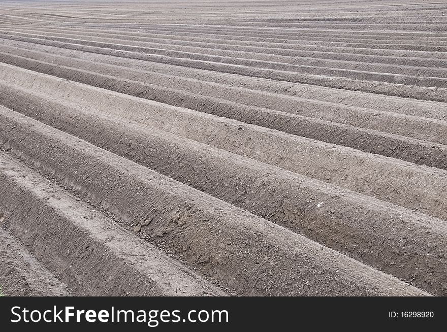 Even furrows of an empty asparagus field