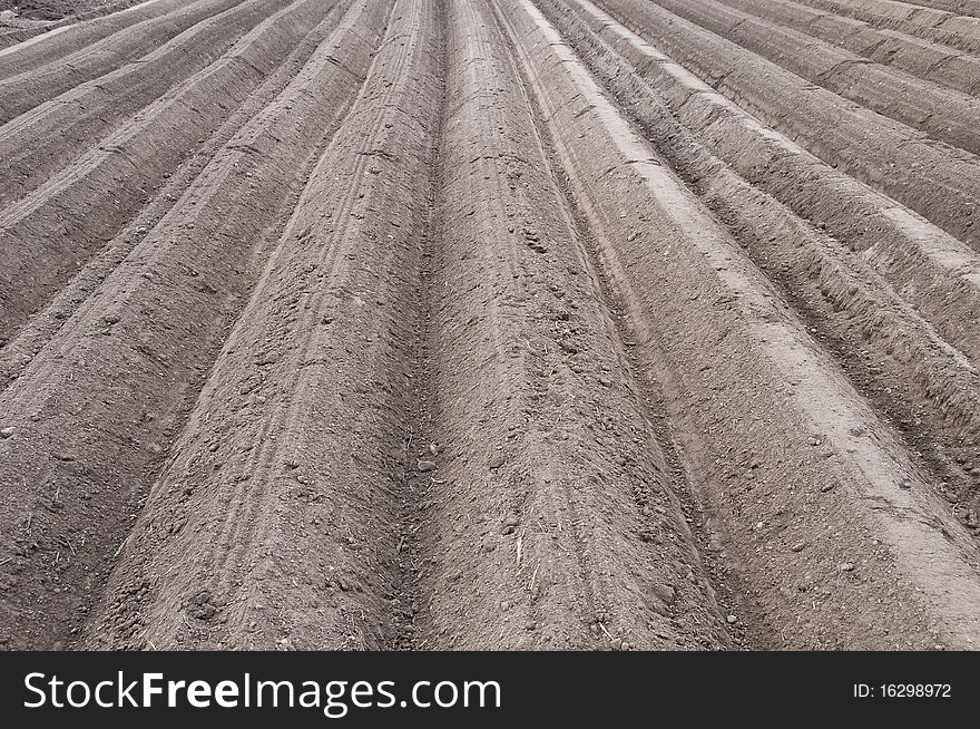 Asparagus field