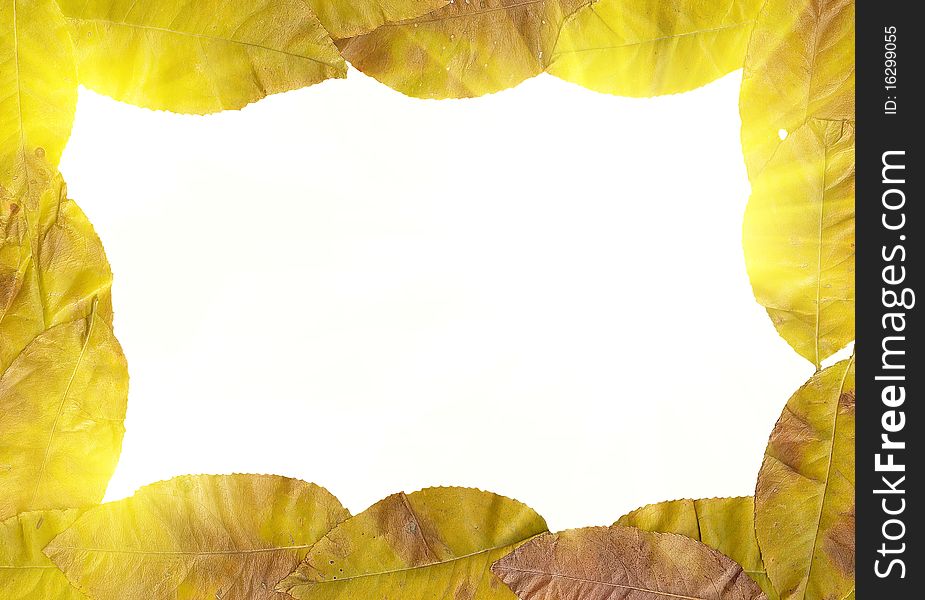 Autumn leaves on against to white background. Autumn leaves on against to white background