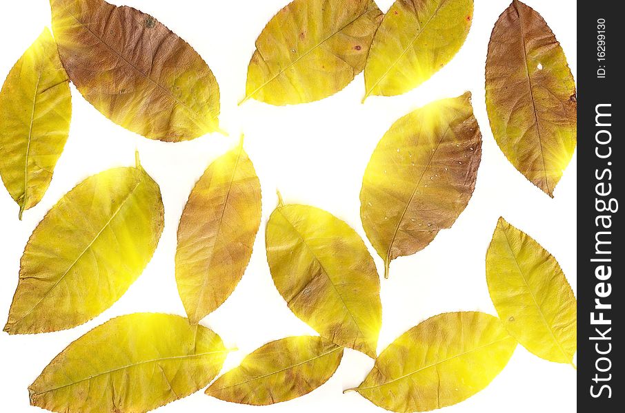 Autumn leaves on against to white background