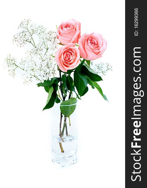 Rose flowers. Over white background. Flowers for a holiday