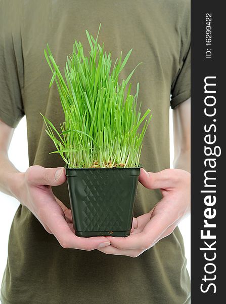 A pair of hands holding a patch of wheat grass. A pair of hands holding a patch of wheat grass.