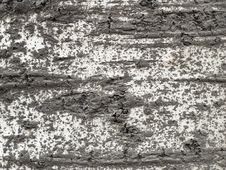 Free Bark Texture 2 Stock Photo - 1632930