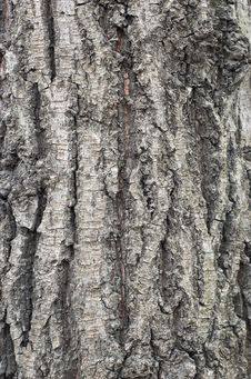 Free Bark Texture 3 Stock Photo - 1632940