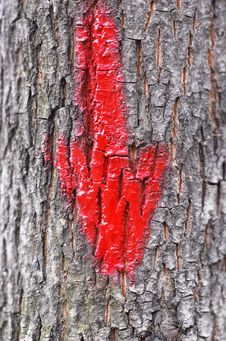 Red Arrow On Tree Bark Royalty Free Stock Photos Red Arrow On Tree Bark Royalty Free Stock Photos