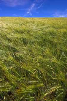 Corn Field Royalty Free Stock Photos Corn Field Royalty Free Stock Photos