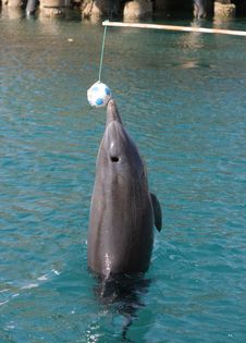 Dolphin Touching The Ball Stock Images Dolphin Touching The Ball Stock Images