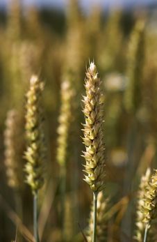 Wheat Royalty Free Stock Photography Wheat Royalty Free Stock Photography