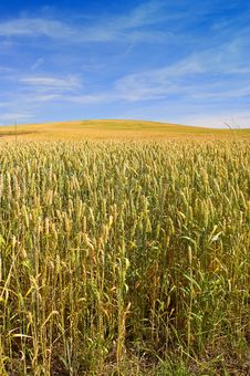 Corn Field Royalty Free Stock Photography Corn Field Royalty Free Stock Photography