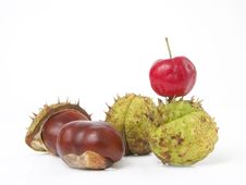 Chestnuts And Red Crab Royalty Free Stock Photography Chestnuts And Red Crab Royalty Free Stock Photography