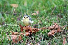Nestling Titmouse Royalty Free Stock Photos