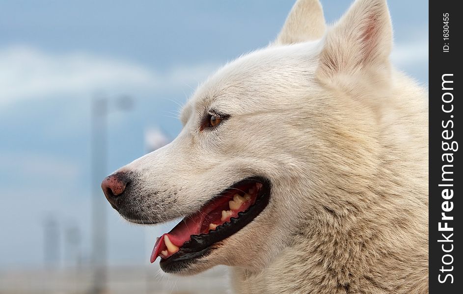 White -haired husky smiling. Picture taken in Lisbon / Portugal.