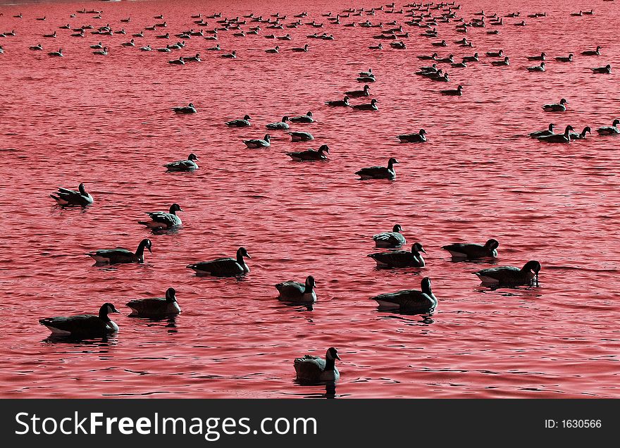 Ducks lake