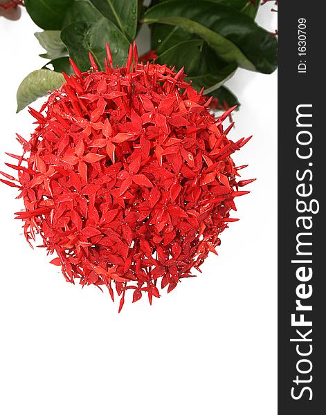 big red flower  with green leaf & white  background