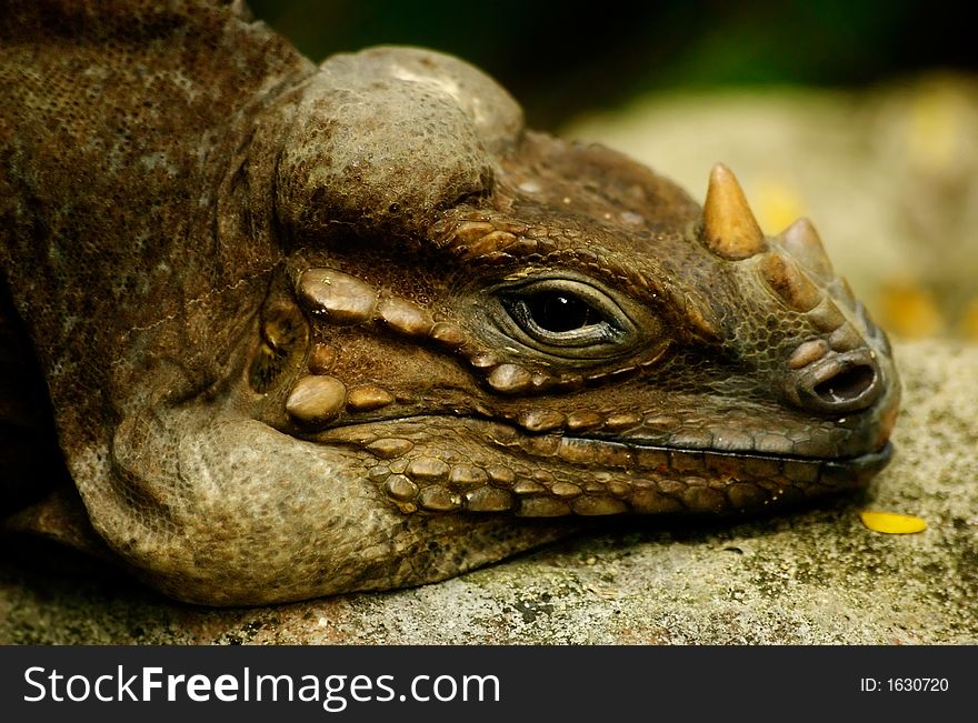 Closeup of a colorful iguana lizard .