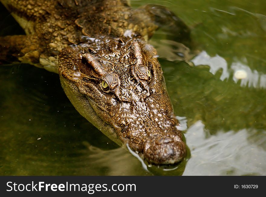 Close up of Crocodile in Thailand .