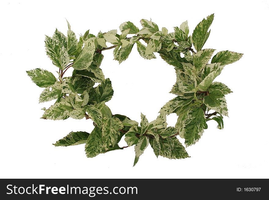 Green   leaf   flower  plant  on   white background. Green   leaf   flower  plant  on   white background