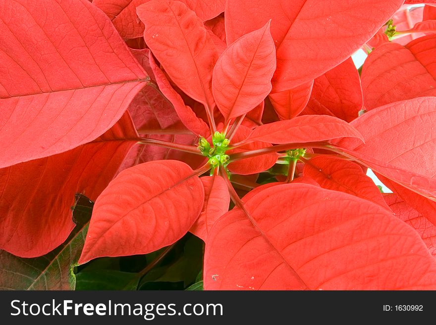 Red poinsettia bloom as a background