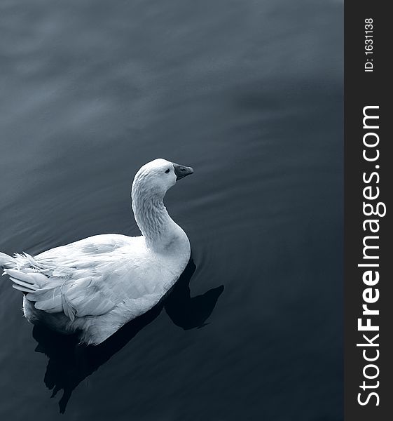 A white duck swimming in a lake.