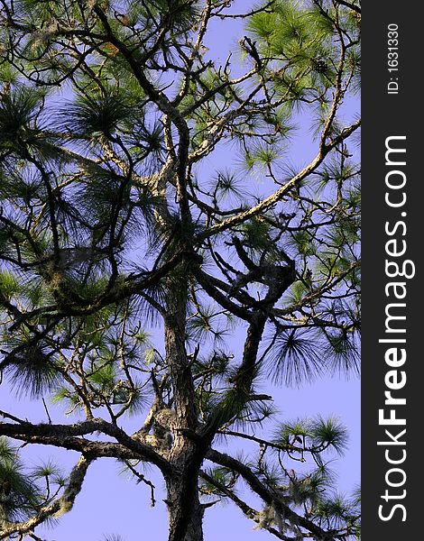 Tree branches against a bright blue background