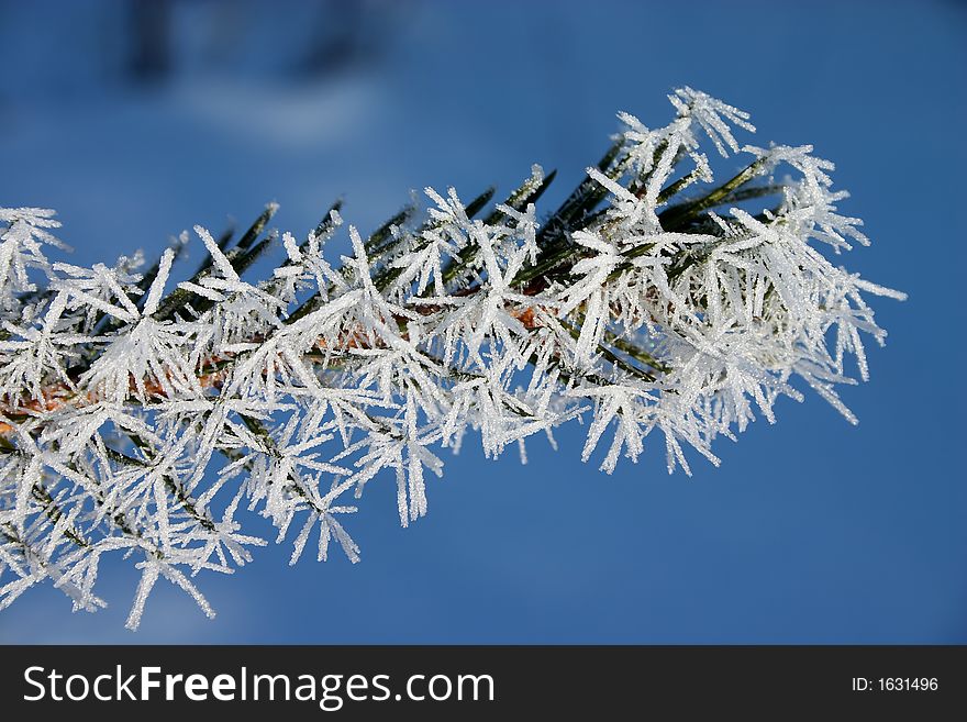 Macro picture of fir branch with hoar