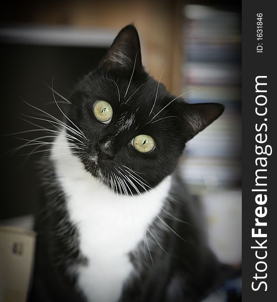 Black and white cat, natural window lighting. Black and white cat, natural window lighting