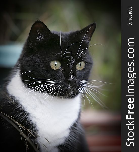 Black and white cat, natural window  lighting. Black and white cat, natural window  lighting